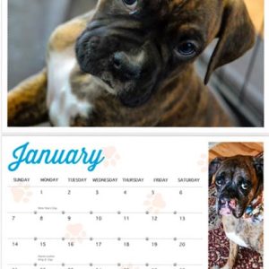2025 Boxer Calendar